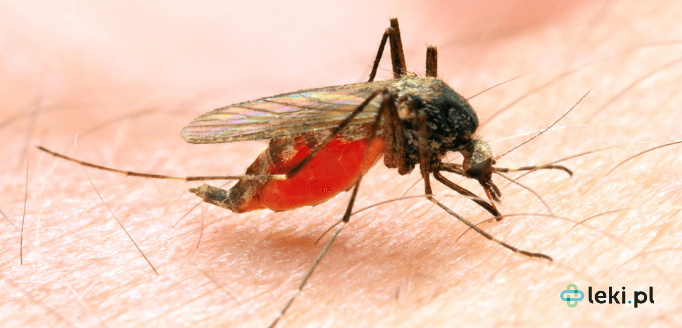 Malaria — co musisz wiedzieć przed egzotyczną podróżą?