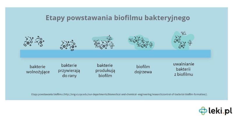 Jak powstaje biofilm bakteryjny?