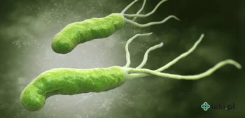 Ilustracja poradnika Helicobacter pylori — stały bywalec ludzkich żołądków