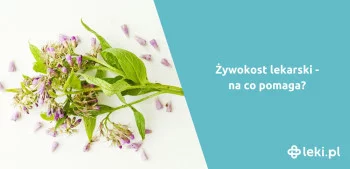 Ilustracja poradnika Jak wygląda żywokost?