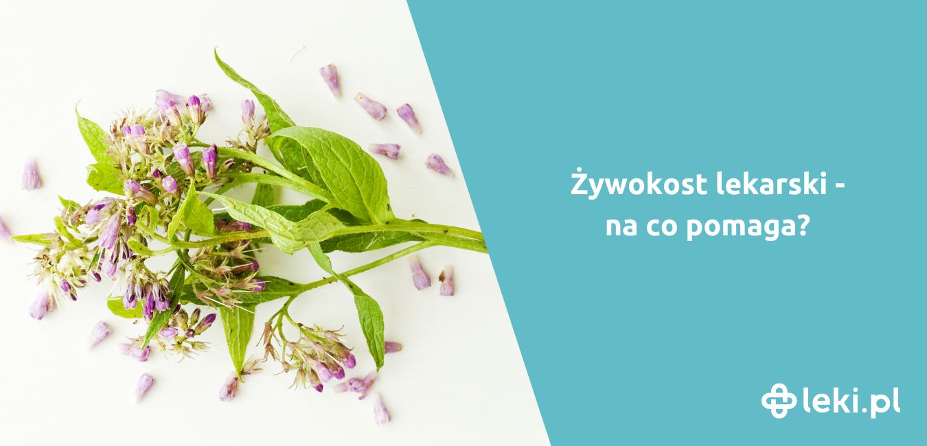 Jak wygląda żywokost?