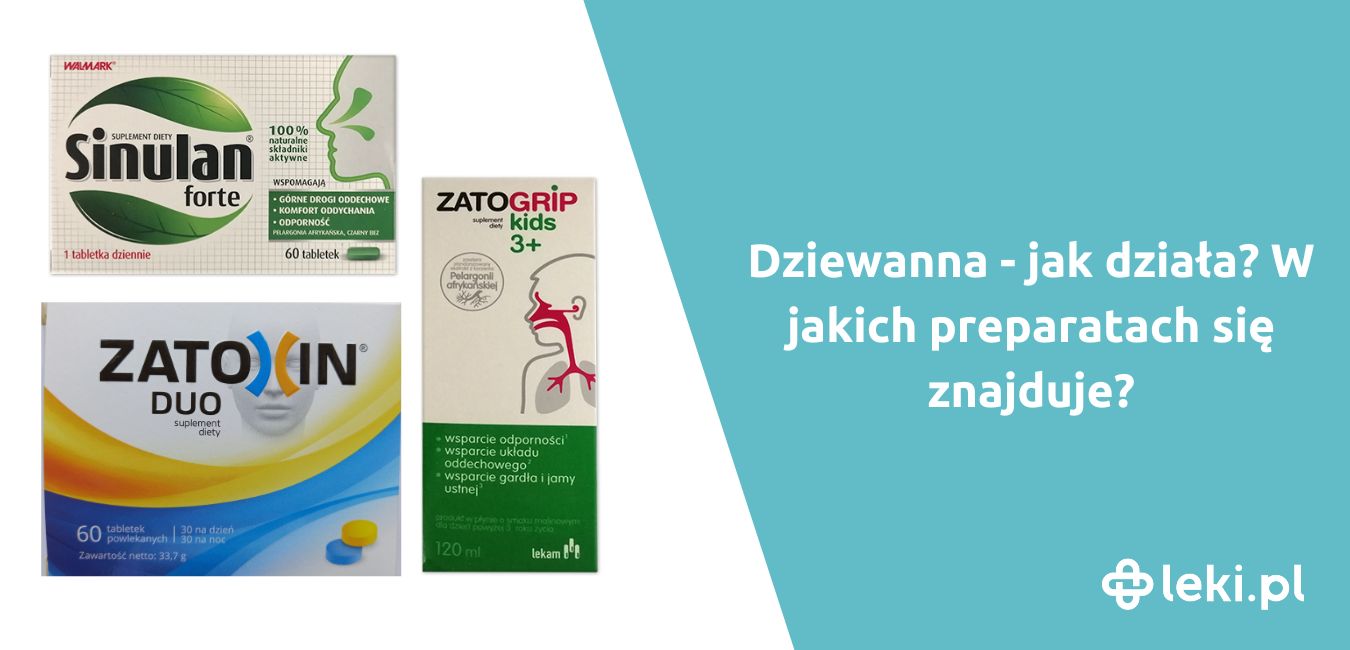 Dziewanna – jakie ma właściwości lecznicze?