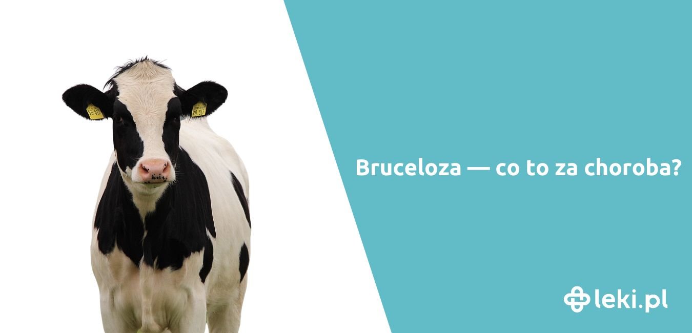 Bruceloza – co to za choroba? Jak ją leczyć?