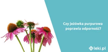 Ilustracja poradnika Jeżówka na odporność – czy warto ją stosować?