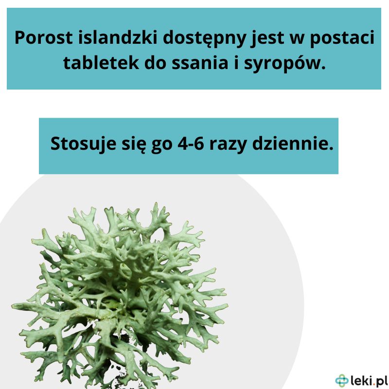 Jak stosować porost islandzki?