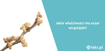 Ilustracja poradnika Jakie właściwości ma oczar wirginijski?