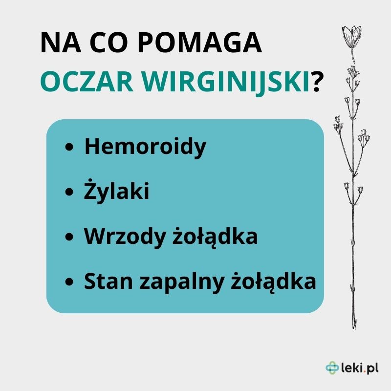 Oczar wirginijski właściwości.