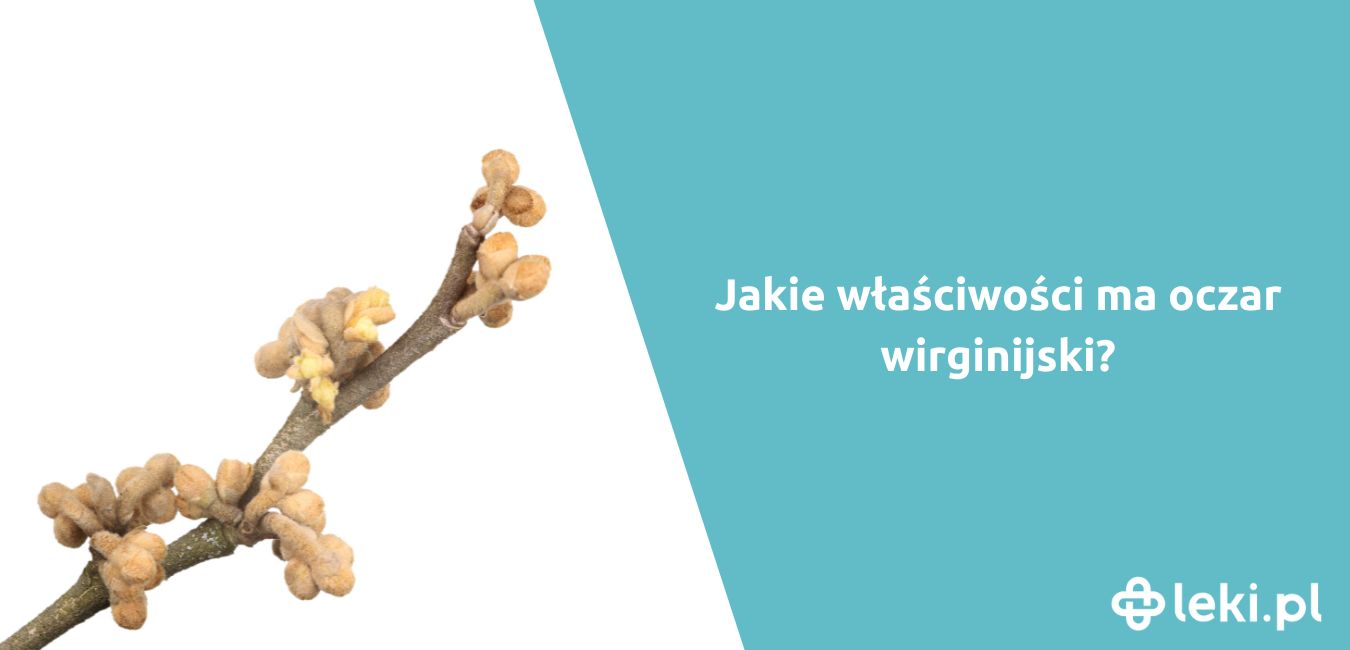 Jakie właściwości ma oczar wirginijski?