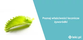 Ilustracja poradnika Jakie zastosowanie ma żyworódka?