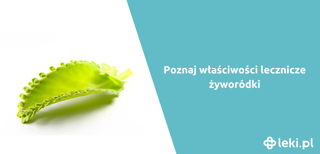 Jakie zastosowanie ma żyworódka?