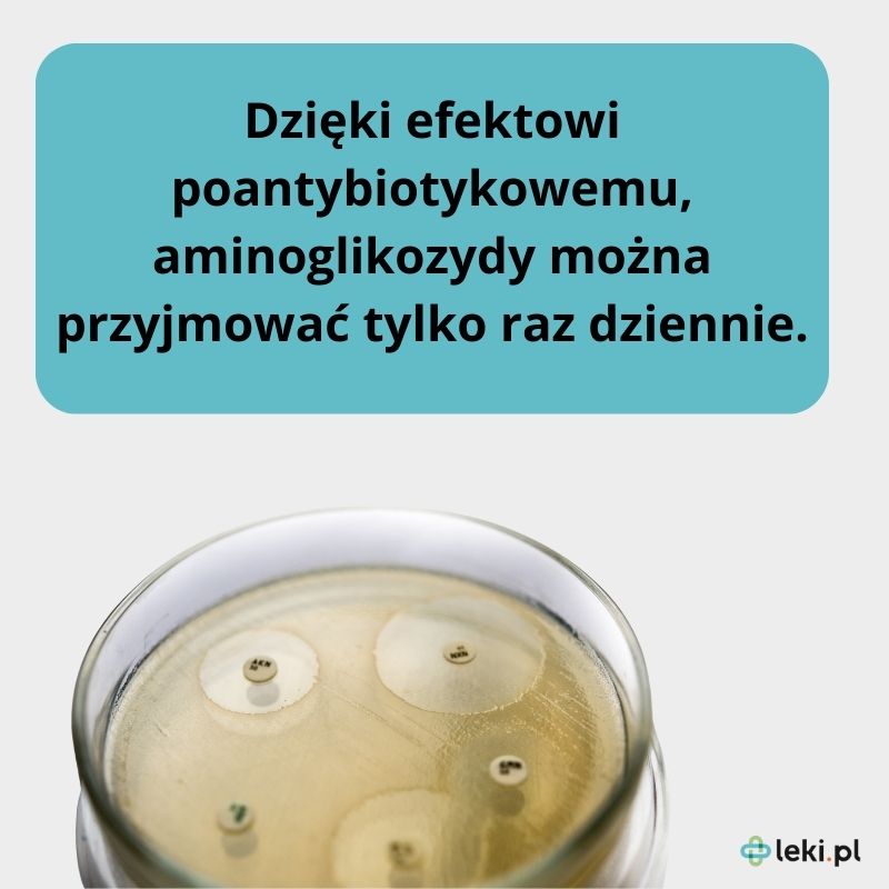 Aminoglikozydy raz dziennie.